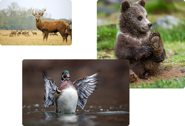 WildCull culling workflow comparing sharp and blurry wildlife photographs