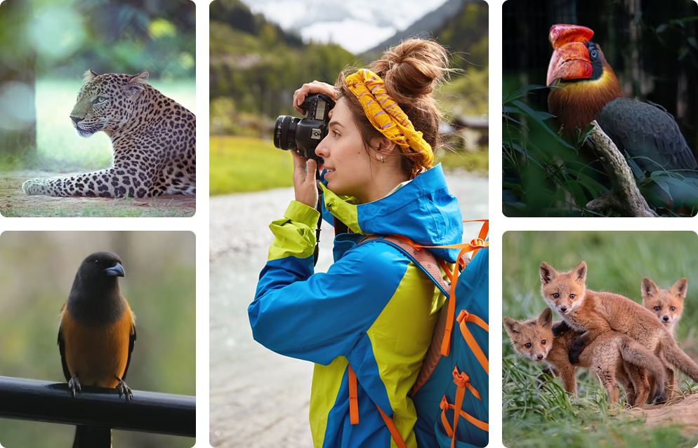 WildCull AI culling software detecting wildlife and scoring eye sharpness across a photo gallery